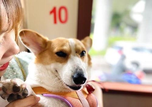 豚豚娱乐吃瓜小八卦